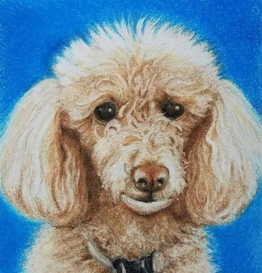Poodle, colored pencil on 8x10 paper, Laura Roy artist, 2017