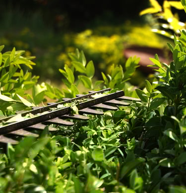 Seasonal Hedge cutting Grounds maintenance work in Bridgwater Somerset UK
