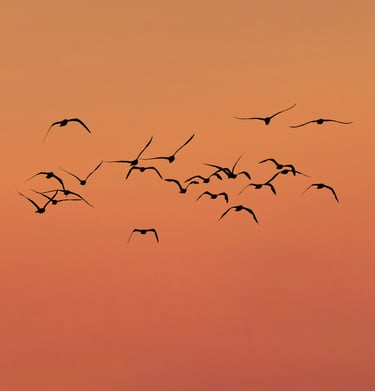 A formation of seagulls in flight at sunset in a minimalist, orange sky.