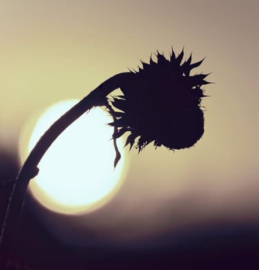 The silhouette of a summer wildflower in front of the setting sun.