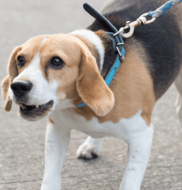 Hundetraining Borkheide, Werder/Havel, Kloster Lehnin, Beelitz, Treuenbrietzen, Michendorf
