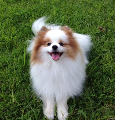 criadero cachorrito pomerania argentina