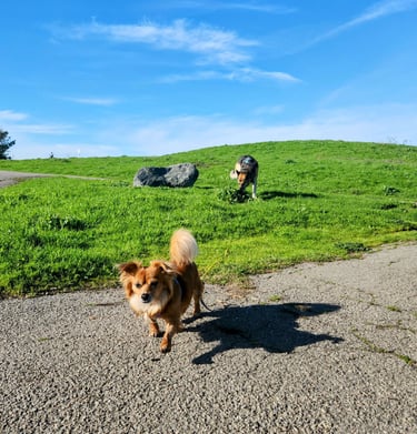 A small brown dog and a German Shepherd dog are walking off leash on a lawn