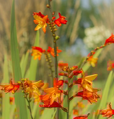 Close up van Crocosmia