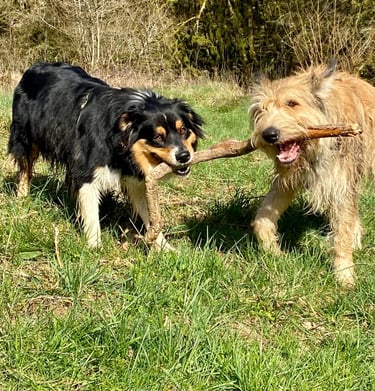 2 chiens qui jouent et partagent un bâton