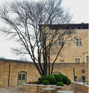 arbre venant d'être élagué