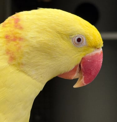 Grand alexandre Lutino