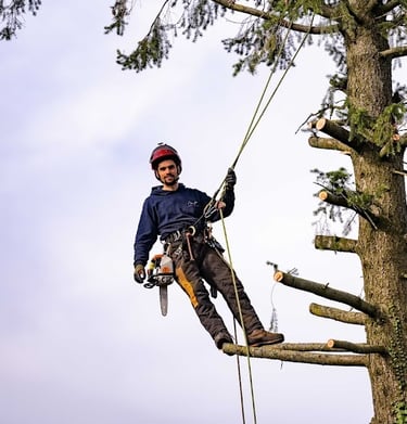 élagueur grimpeur encordé à la cime d'un arbre