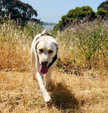 A yellow lab runs through a field towards the camera