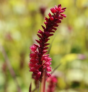 Close up van aar van Persicaria
