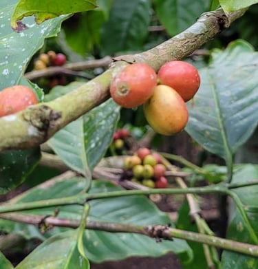 High quality Indonesian coffee cherries for global coffee markets