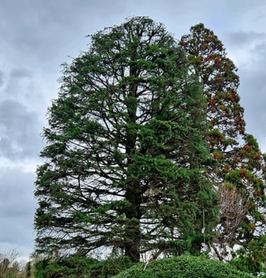 arbre venant d'être élagué 