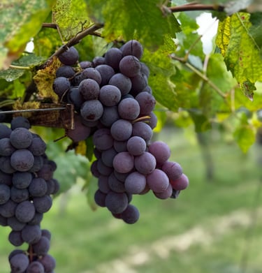 KWRYO, Uva Sana con cuidados de laboratorio