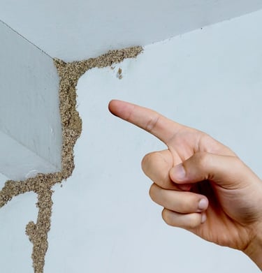 A person pointing to subterranean termite mud tubes on a white wall and ceiling corner.