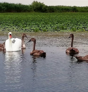 lebede in delta dunarii