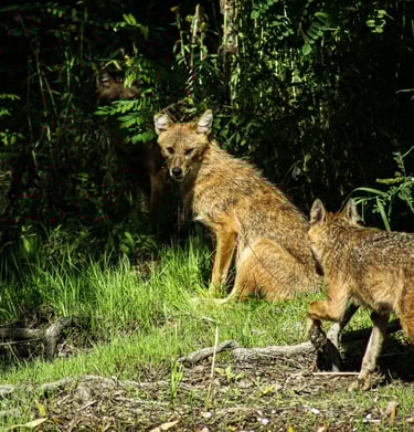 sacali in delta dunarii