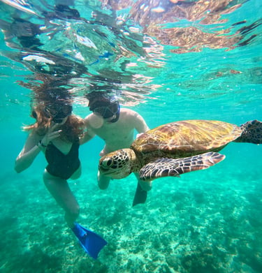 turtle snorkeling mirissa