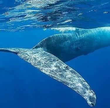 whale snorkeling mirissa