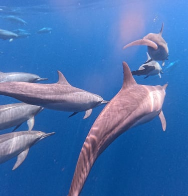 whale snorkeling mirissa