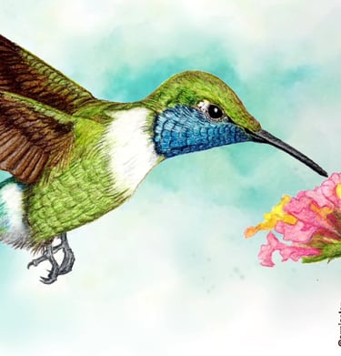 dibujo de un colibrí cola pinta y la planta que visita para alimentarse en Puebla