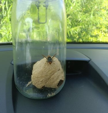 destruction nids frelon asiatique Le Havre 76