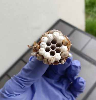 destruction nids frelon asiatique Le Havre 76