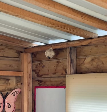 destruction nids frelon asiatique Le Havre 76