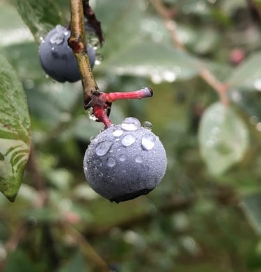 Arándanos silvestres frescos cubiertos de gotas de rocío de la mañana en una rama con hojas verdes.