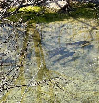 Fish in Squaw Creek at Glen Rose RV Park