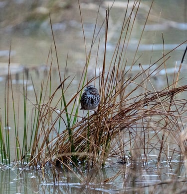 a bird sitting on top of a pile of reeds