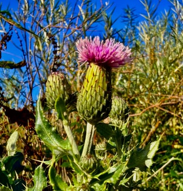a thistle flower with a blue sky background