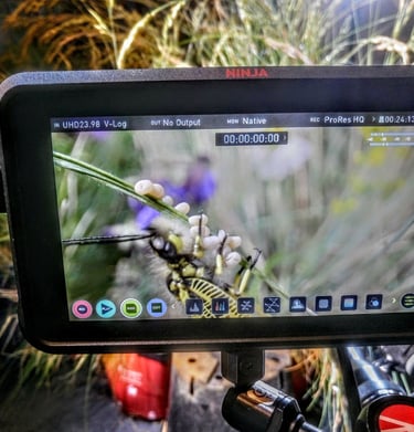 creative set building and nature productions