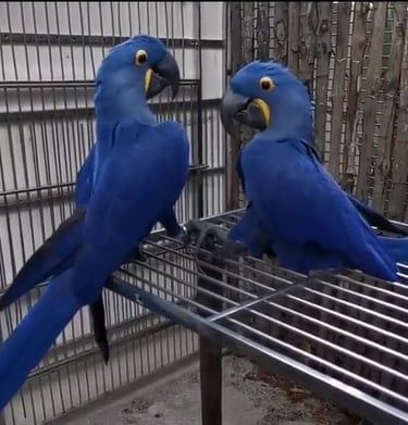 Hyacinth macaw parrot shop