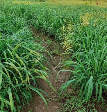 Le pâturage à la Ferme Aménopé Togo Permaculture