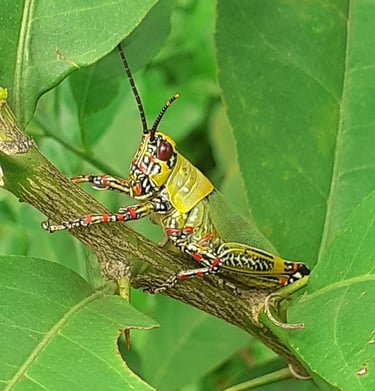 Les insectes, nos alliés à la Ferme Aménopé Togo Permaculture