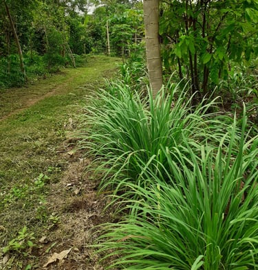Les jardins de la Ferme Aménopé Togo Permaculture