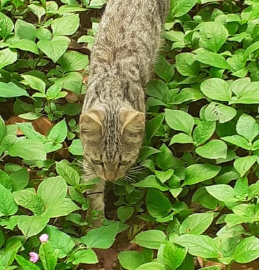 Les chats sont indispensables à la Ferme Aménopé Togo Permaculture