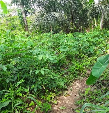 Culture naturelle du Manioc à la Ferme Aménopé Togo Permaculture