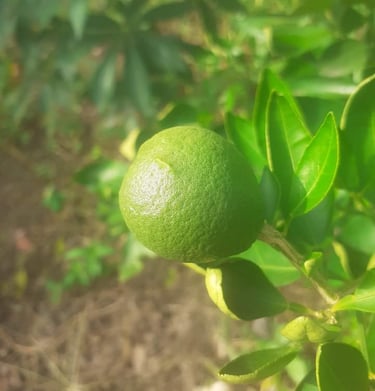 Les oranges à la Ferme Aménopé Togo Permaculture