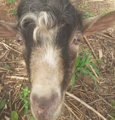 Les boucs et les chèvres à la Ferme Aménopé Togo Permaculture