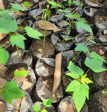 Pépinière à la Ferme Aménopé Togo Permaculture