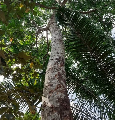 Les grands arbres de la Ferme Aménopé Togo