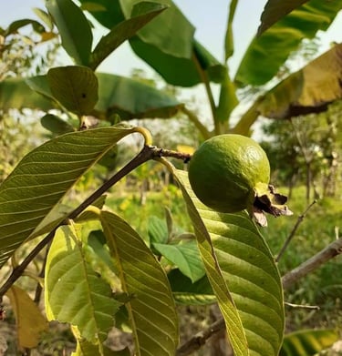 Goyaves à la Ferme Aménopé Togo Permaculture