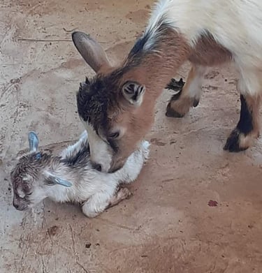 Naissance d'un chevreau à la Ferme Aménopé Togo Permaculture