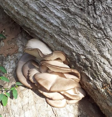Champignons de la Ferme Aménopé Togo Permaculture