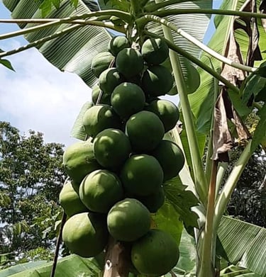 Papayers de la Ferme Aménopé Togo Permaculture