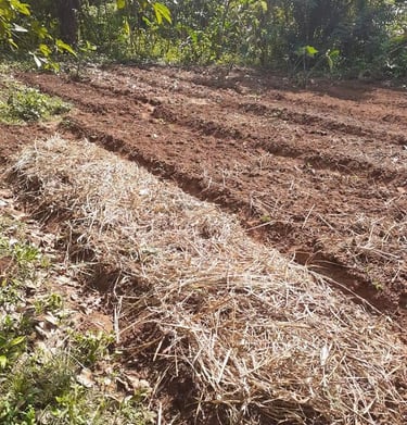Paillage du jardin potager à la Ferme Aménopé Togo Permaculture