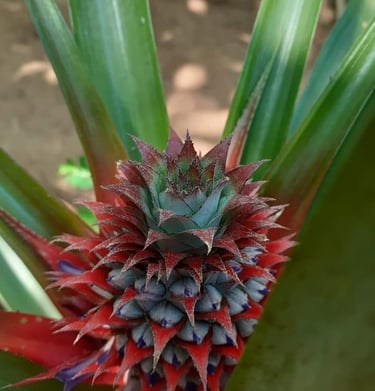 Jeune ananas à la Ferme Aménopé Togo