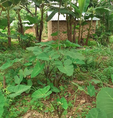 Nos constructions en argile à la Ferme Aménopé Togo