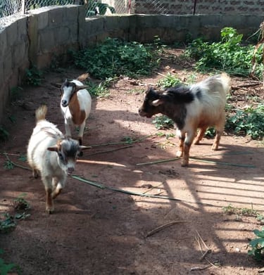 L'enclos de la bergerie à la Ferme Aménopé Togo Permaculture